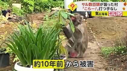【サル数百頭が村襲う】「おら！こらー！」10年前から農作物食い荒らす…電気柵やロケット花火も効果なし　山形・戸沢村