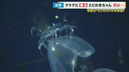 クラゲに乗りながらクラゲを「食べる」エビの赤ちゃんを見られる水族館