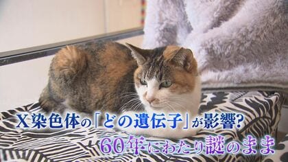 三毛猫を巡る60年に渡る“謎”の正体に迫る 「三毛猫はなぜほぼメスな