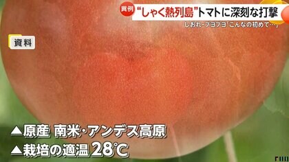24年間で初めて」トマトに深刻な打撃 “しゃく熱列島”でしおれて