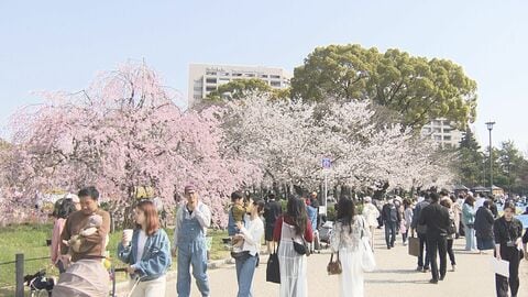 ランドセルを背負った新1年生も…春の陽気となった名古屋の鶴舞公園で桜が満開 花見を楽しむ人などで賑わう