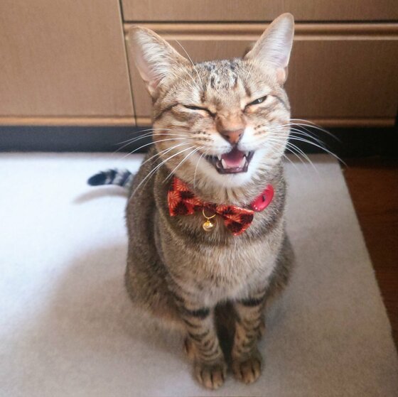 仏頂面から ご飯食べる で猫の表情が一変 いつもこんなに分かりやすい 飼い主に聞いた