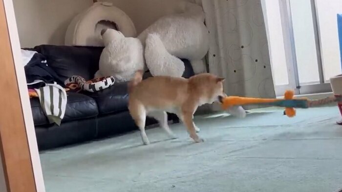 長いおもちゃをブンブン振り回している
