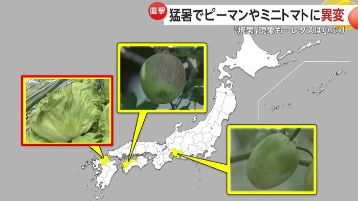 福岡県ではレタスに異変