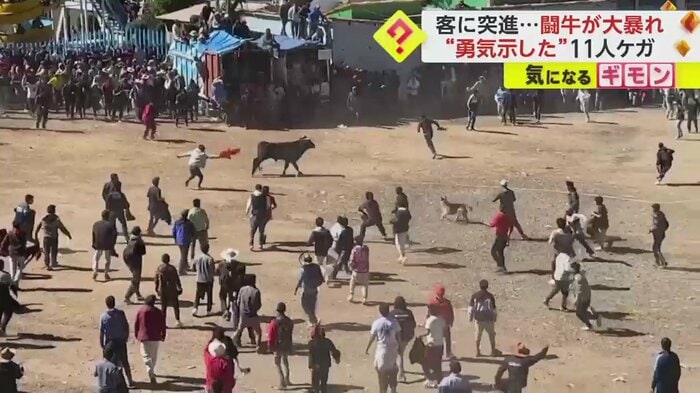 挑発しながら牛を避ける参加者たち