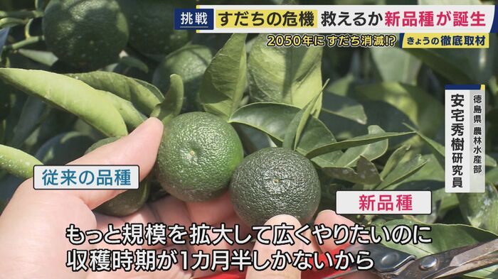 新品種「勝浦1号」