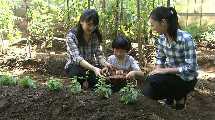 平成26（2014）年8月 ミニトマトを収穫される悠仁さま（8歳の誕生日映像）