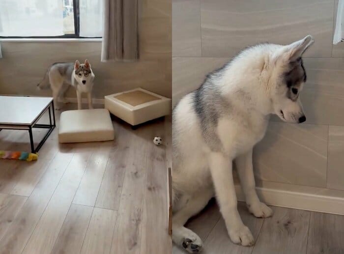 左:イタズラの現行犯逮捕 右:叱られて反省中(提供:ロゼの主ちゃん)