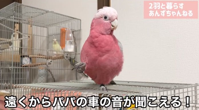 旦那さんの車の音がすると即座に反応!