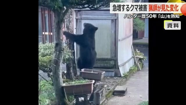 里グマは子を多く産むという