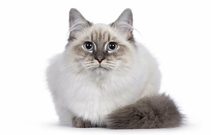 縞模様のポイント（画像はイメージ）