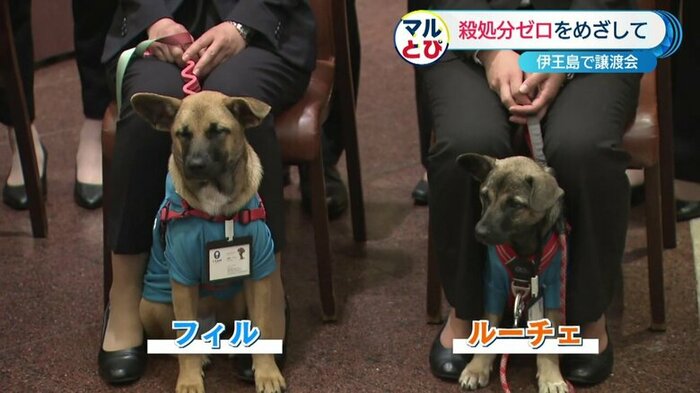 フィルは糸、ルーチェは光という意味 保護犬と里親をつなぐ存在にと願いを込めて