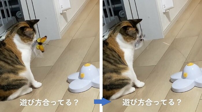 顔に当たっても反応なし