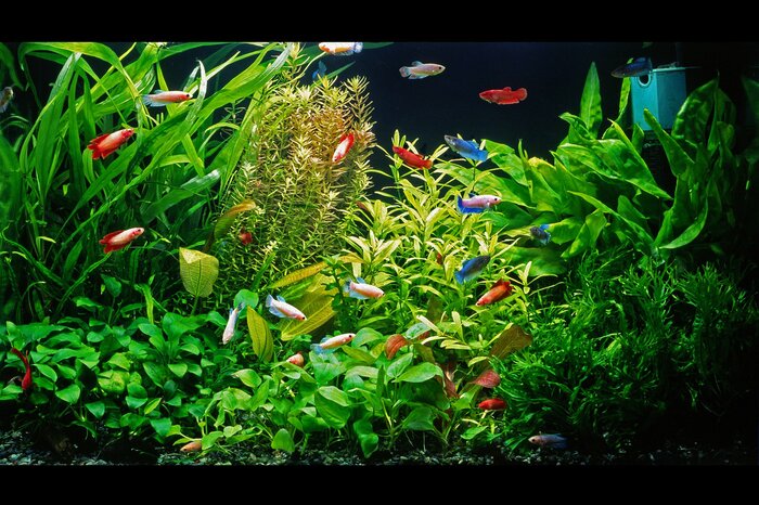 魚を飼っている人はピレスロイド系の殺虫剤の使用を控えてほしい(画像はイメージ)