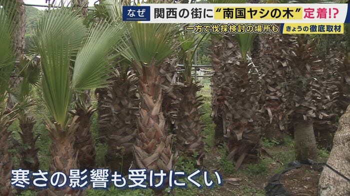 ワシントンヤシ