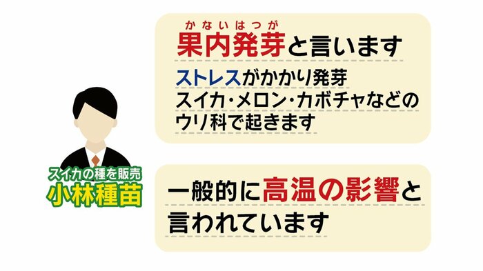 稀にスイカ・メロン・カボチャなどのウリ科で果内発芽が起きることも
