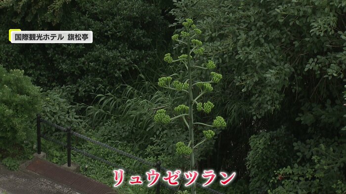 国際観光ホテル 旗松亭にあるリュウゼツラン(2024年7月5日撮影)