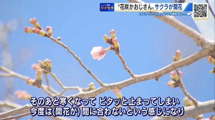 開花促成の取り組みでひと足早く咲いたソメイヨシノ