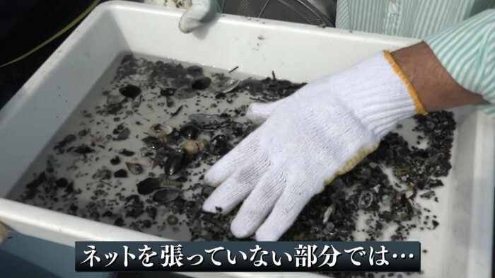 アサリはほとんどいない…