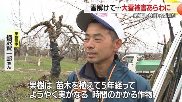 苗木を植え、果樹が実るようになるまでに時間がかかることを忘れてはいけない