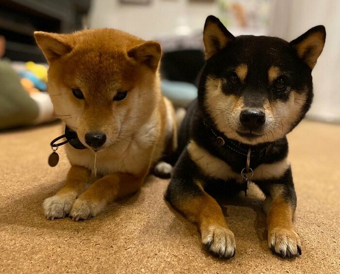 「待て」中の2匹 おでんくんの口からよだれが…