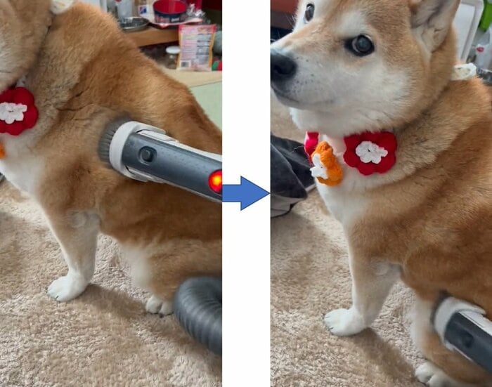 掃除機に吸われて満足そう