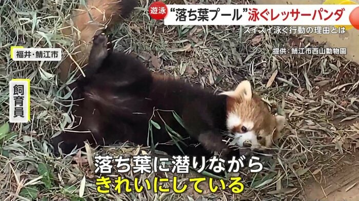 実は「泳ぎ」は清潔感を保つための行動