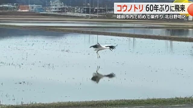 越前市北日野地区に飛来したコウノトリ