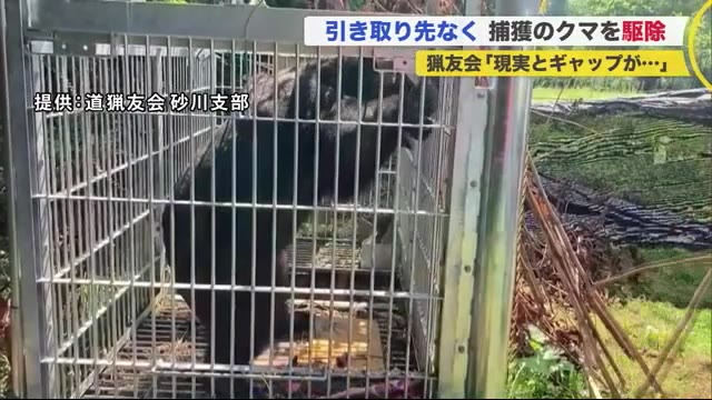 箱わなで捕獲のクマ…引き取り先無く駆除「やれることやった」