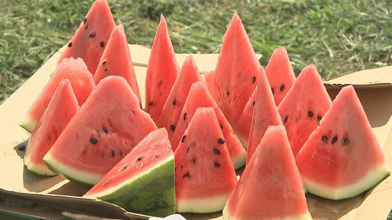 スイカ収穫を滝沢市の児童が体験　取れたてを試食　岩手県｜FNNプライムオンライン