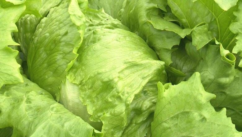 7月2日は「夏の県産レタスの日」生産量日本一の長野県のJA がPR　「ポテチ入りサラダ」に「回鍋肉」　おいしくいっぱい食べられるレシピを生産者が紹介｜FNNプライムオンライン