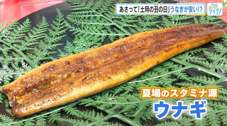 ２６日は【土用の丑の日】「香りだけでご飯が進みそう！」 今年は稚魚が豊漁で、相場が下がる！｜FNNプライムオンライン