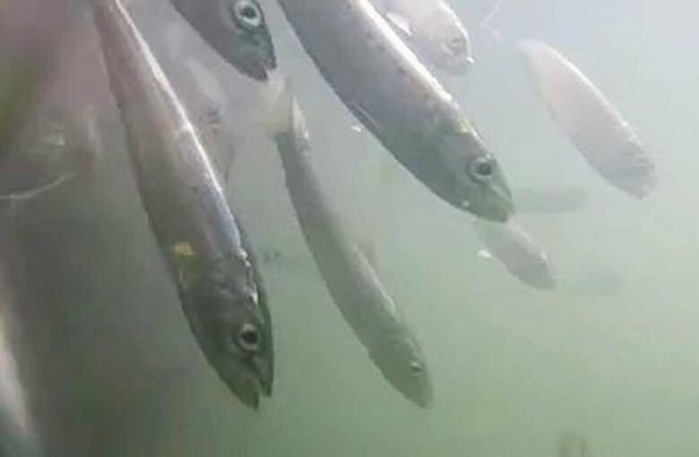 【犯人はイワシ】養殖トラウトサーモン6600匹『全滅』―イルカに追われたマイワシが漁港内に逃げ込む…原因は“酸欠”か…12月22日以降いけすを陸にあげ撤去予定〈北海道せたな町〉｜FNNプライムオンライン