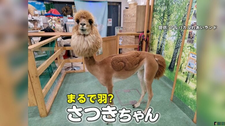 【新宿のアルパカ】まるでペガサス！？斬新な“夏スタイル”に歓喜　SNS投票でデザインカット…羽やハートの形に「激かわッ！」「天使！」｜FNNプライムオンライン