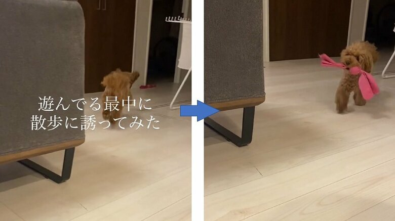 とってこーいをして遊んでいるチャイちゃん