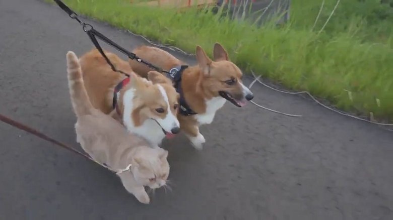 並んで散歩する様子