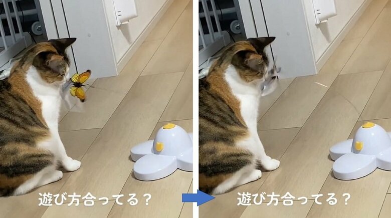 顔に当たっても反応なし