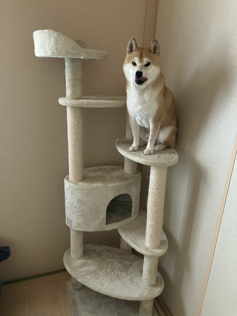 キャットタワーの上でお座り