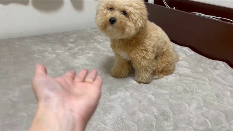 お手を求められて…