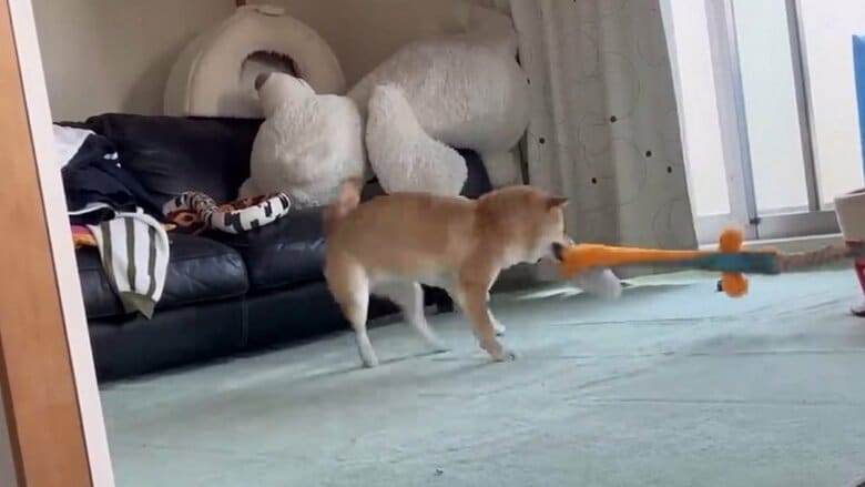 長いおもちゃをブンブン振り回している