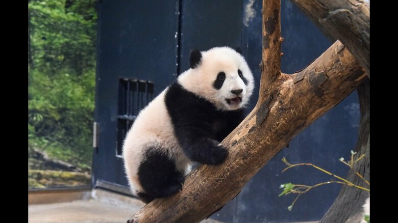 シャオシャオ（オス）　