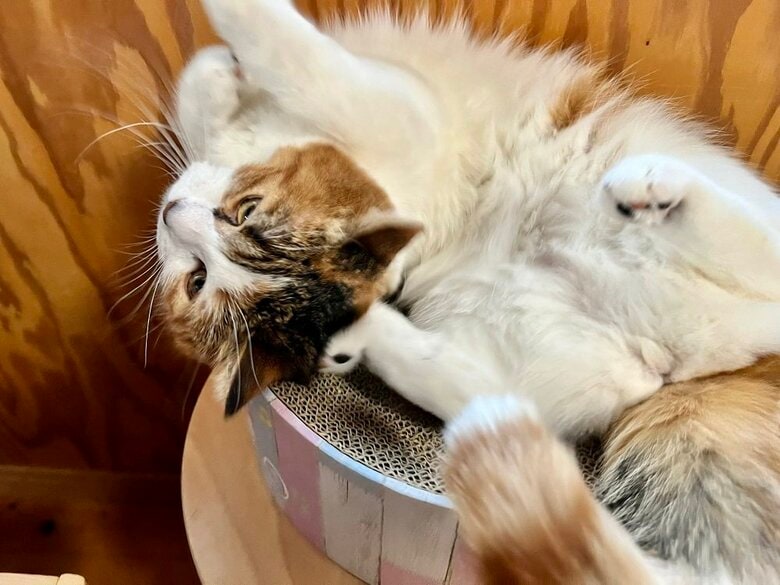 ねるちゃんが成長しサイズが合わなくなってしまった…