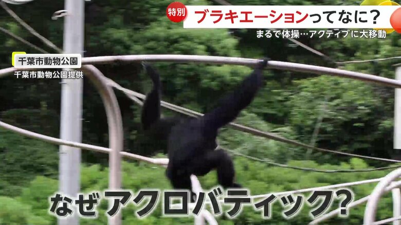 テナガザルに見られる特別な移動方法
