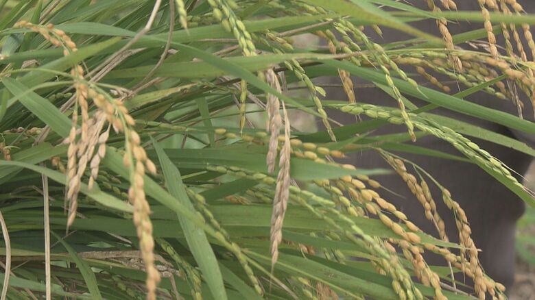 稲穂の一部が白く身が入っていない