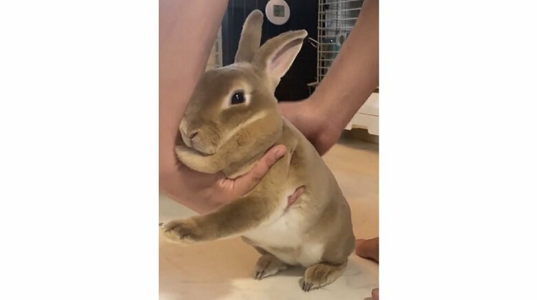 前足を持ち上げても大丈夫