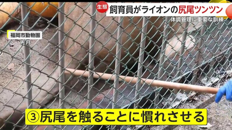 尻尾に棒で触れる飼育員（提供：福岡市動物園）