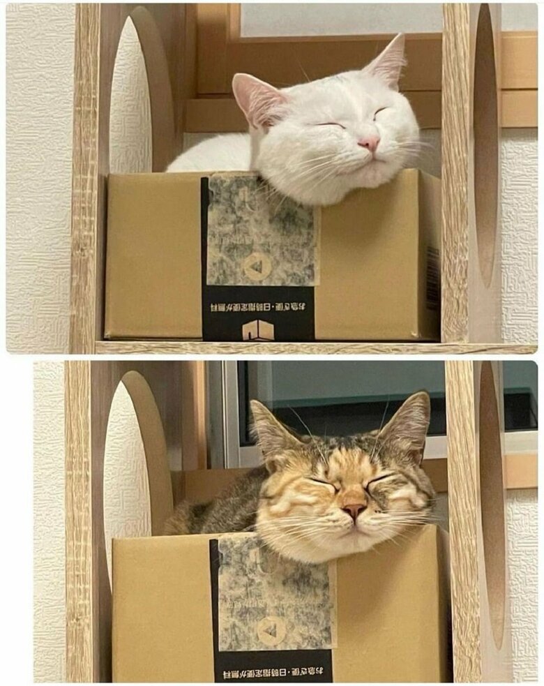 同じような表情で箱に入ってまったりしている