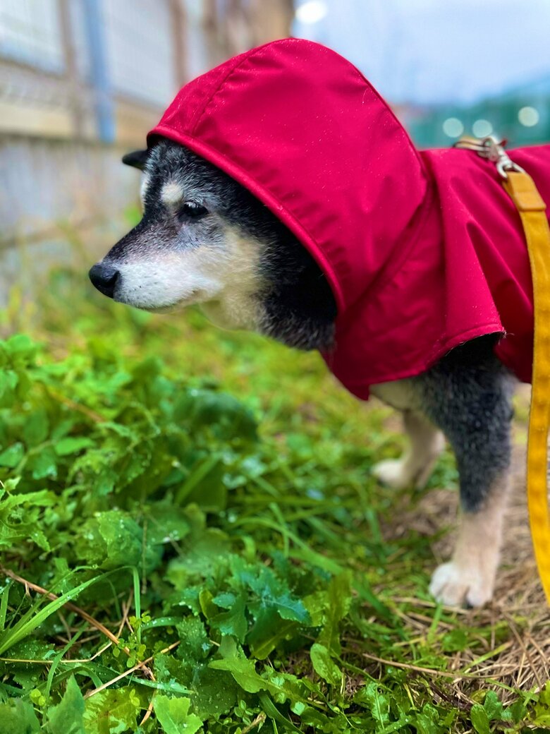 雨の日に出かけることも