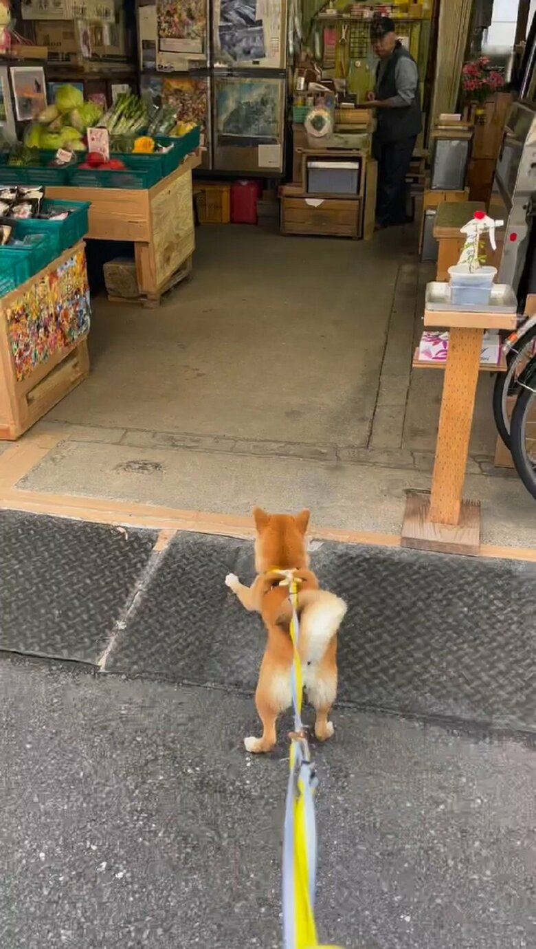 店の奥にいるおっちゃんを見つめるマメちゃん