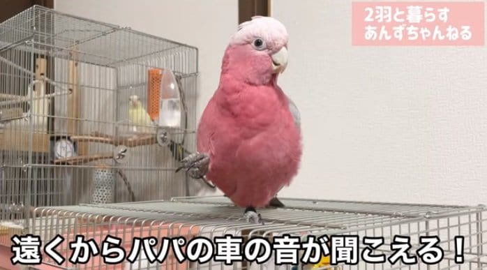 旦那さんの車の音がすると即座に反応！